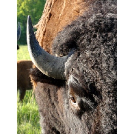 Corne de Bison