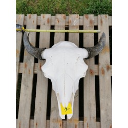 Crâne de bison mâle N°1