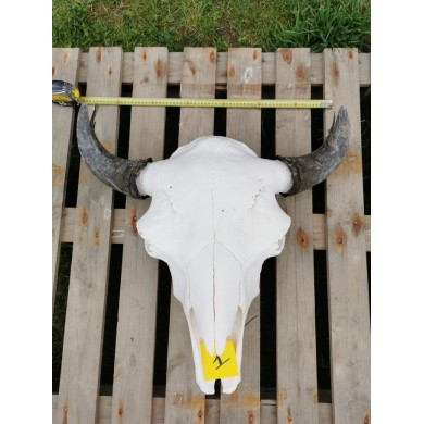 Crâne de bison mâle face