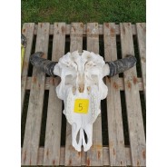 Crâne de bison mâle N°5