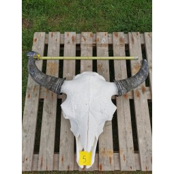 Crâne de bison mâle N°5