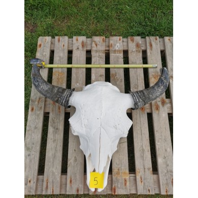 Crâne de bison mâle N°5