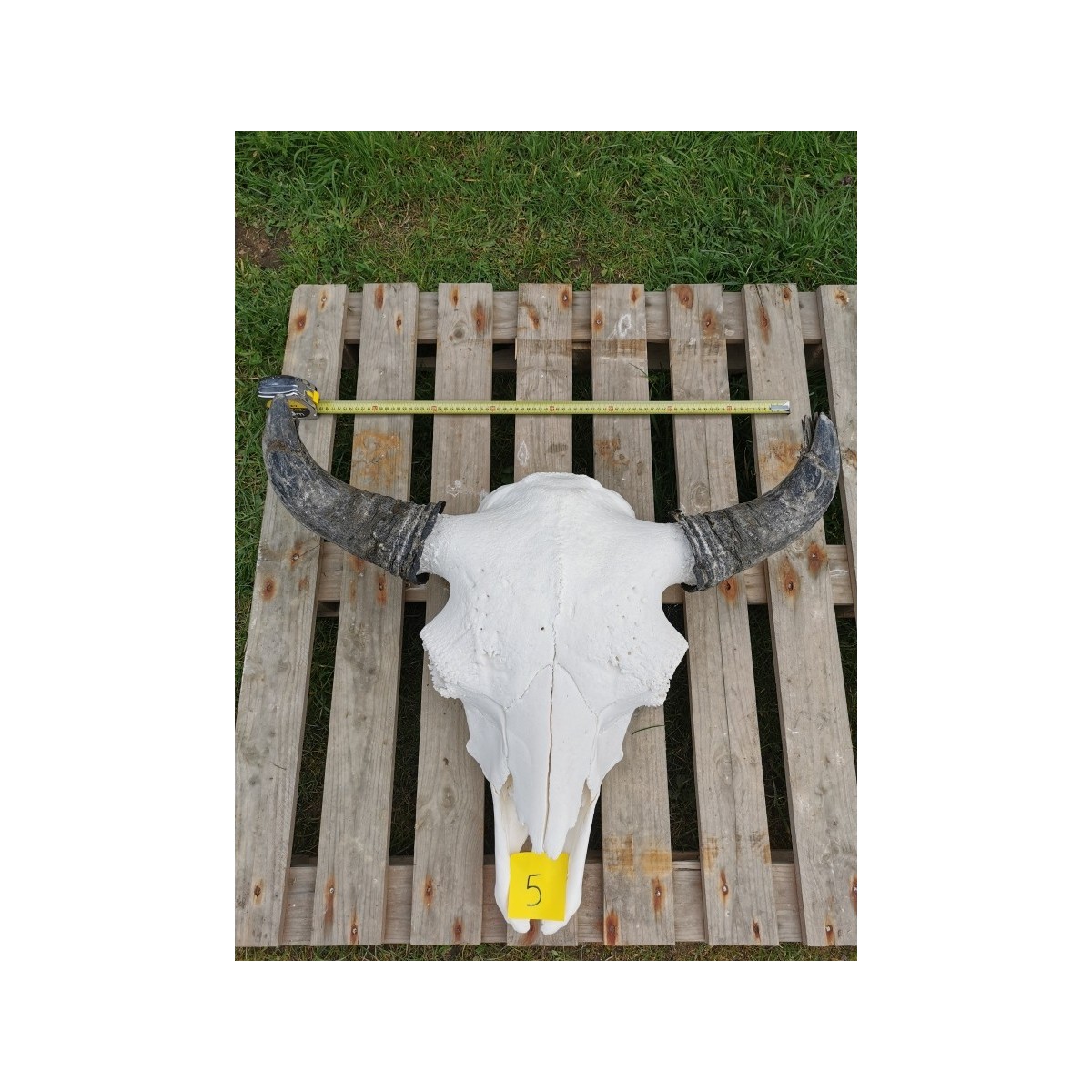 Crâne de bison mâle N°5