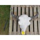 Crâne de bison mâle N°5