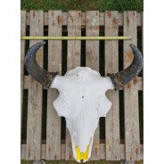 Crâne de bison mâle 