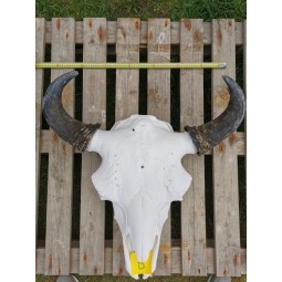 Crâne de bison mâle 