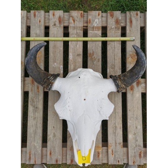 Crâne de bison mâle 