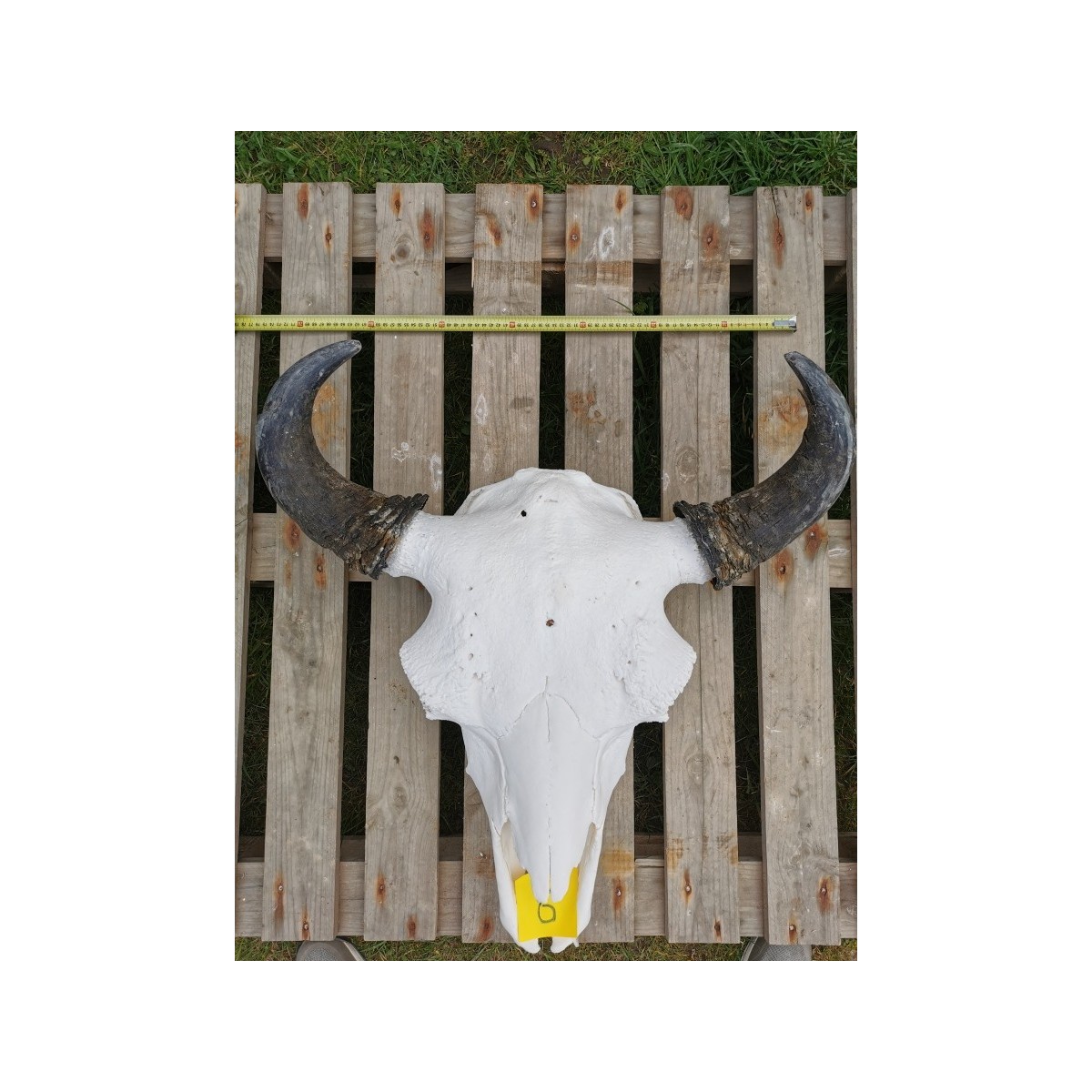 Crâne de bison mâle 