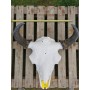 Crâne de bison mâle 