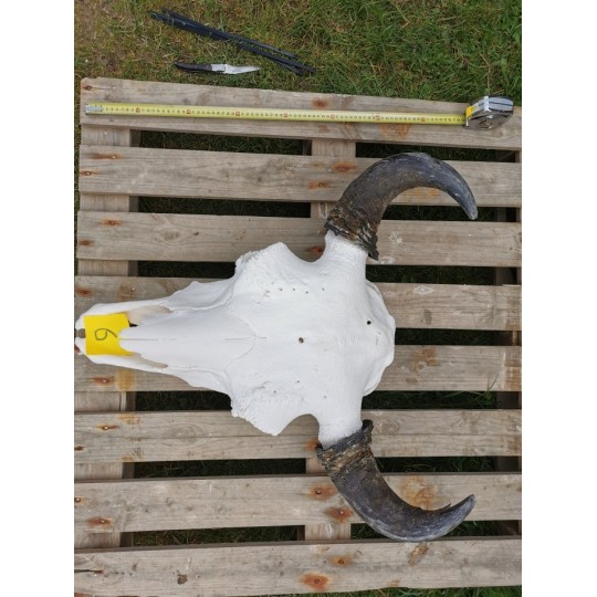 Crâne de bison mâle 