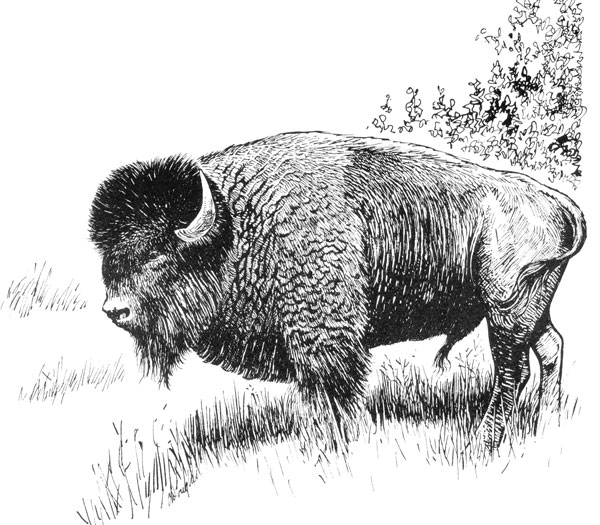 illustration bison américain