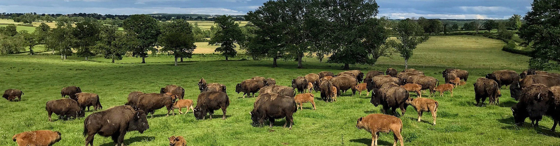 De grands espaces sauvages... ...au cœur du Bourbonnais image